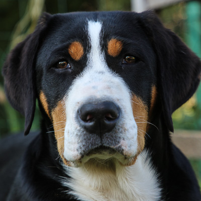 Swiss mountain dog store puppies for sale